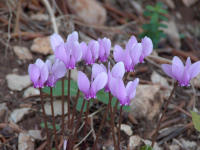 Neapolitanisches Alpenveilchen