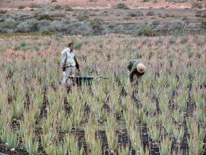 Aloevera Ernte