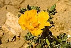 Yellow Poppy