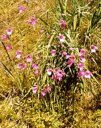 Wild Gladiolus