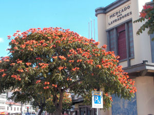 Funchal