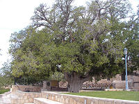Der alte Feigenbaum